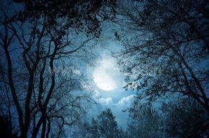 Gece-Ay-Kuru Ağaç Dalları