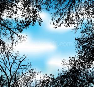 Gökyüzü-Kuru Ağaç Dalı