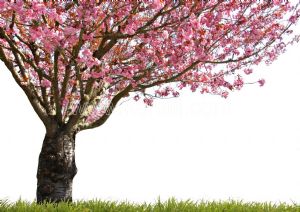 Gökyüzü-Pembe Çiçekli Ağaç