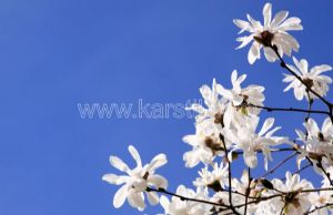 Gökyüzü-Beyaz Çiçek