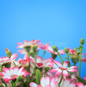 Gökyüzü-Pembe Çiçek