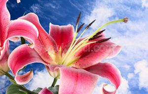Gökyüzü-Lilyum Çiçeği