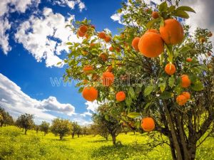 Gökyüzü-Portakal Ağacı