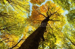 Gökyüzü-3 Boyutlu-Sonbahar Ağaçları