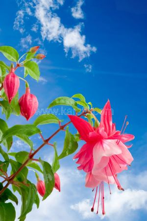 Gökyüzü-Bulutlu-Küpeli Çiçeği