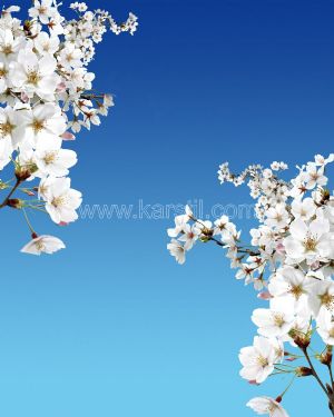 Gökyüzü-Beyaz Çiçek