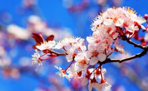 Gökyüzü-Şeftali Çiçeği
