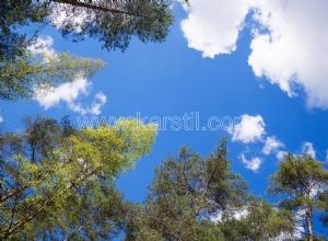 Gökyüzü-3 Boyutlu-Yeşil Ağaçlar
