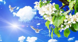 Gökyüzü-Beyaz Çiçekli Ağaç Dalı