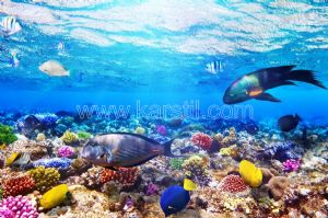 Denizaltı-Mercan-Renkli Balıklar