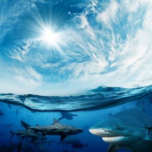 Deniz-Güneş Işığı-Köpek Balığı