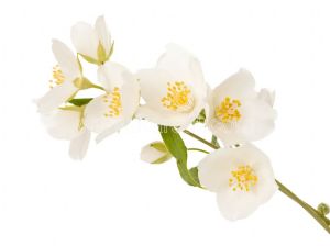 Beyaz Çiçek