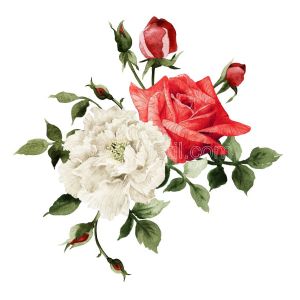 Beyaz Fon-Kırmızı-Beyaz Güller
