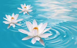 Su Üstünde Beyaz Nilüfer Çiçeği